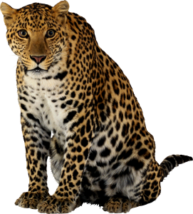 Leopard PNG-14811